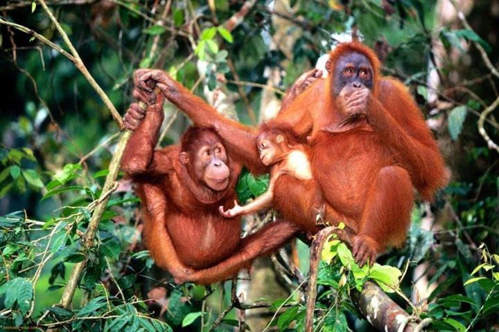 Photo of Others in Jawa