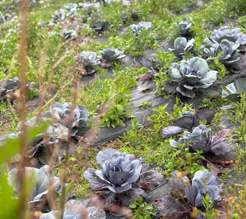 Photo of Others in Batunya