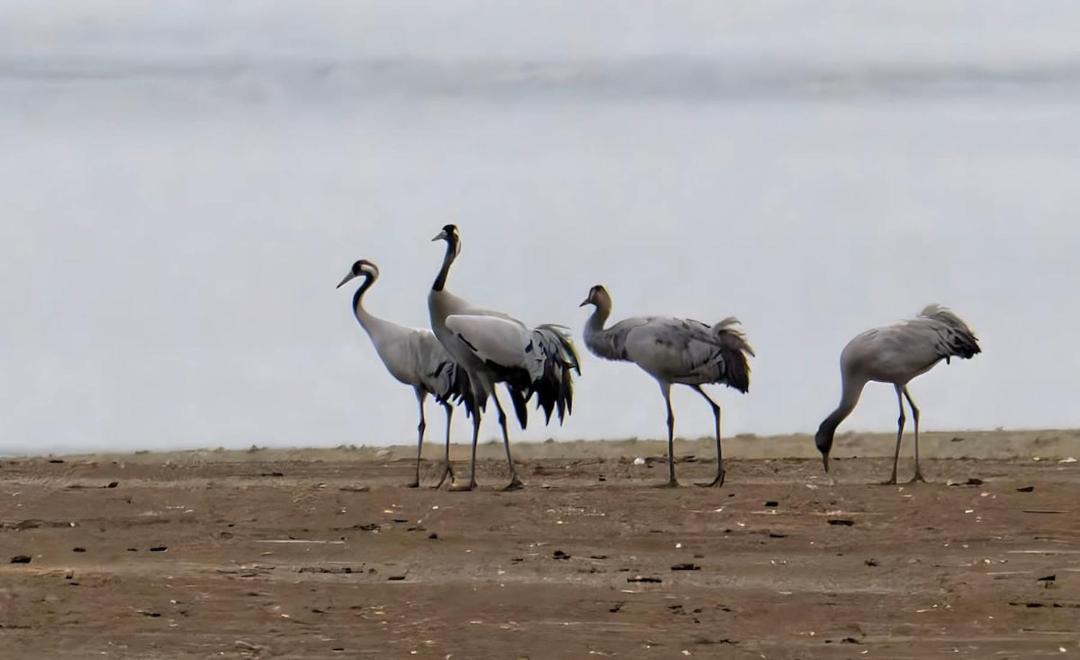 Photo of Others in Giffaumont-Champaubert