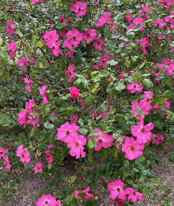 Photo of Outdoor in Saint-Didier-au-Mont-d'Or