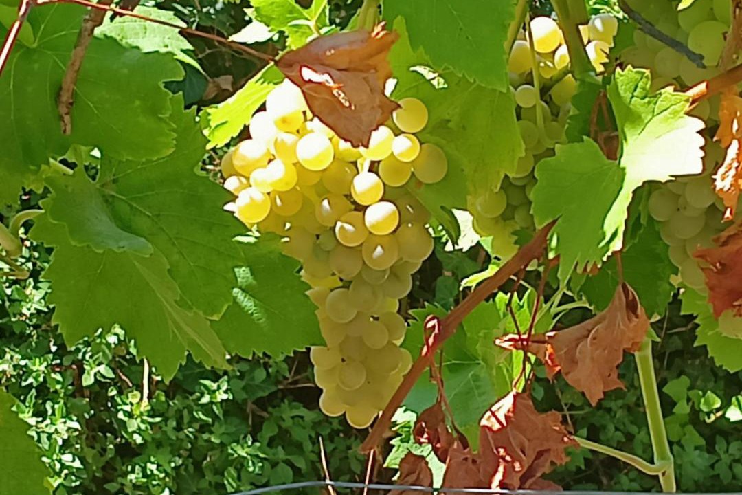 Photo of Others in Zicavo