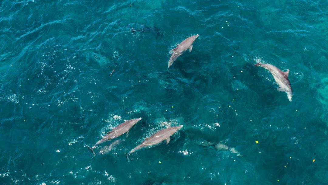 Photo of Others in Penida Island