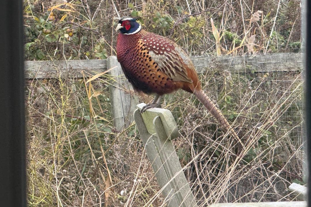 Photo of Others in Bawdsey