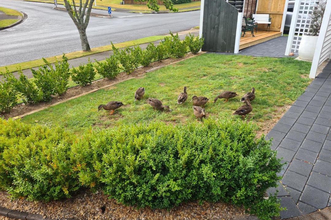 Photo of Others in Pukehangi