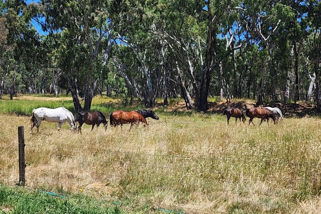 Photo of Others in Oakbank