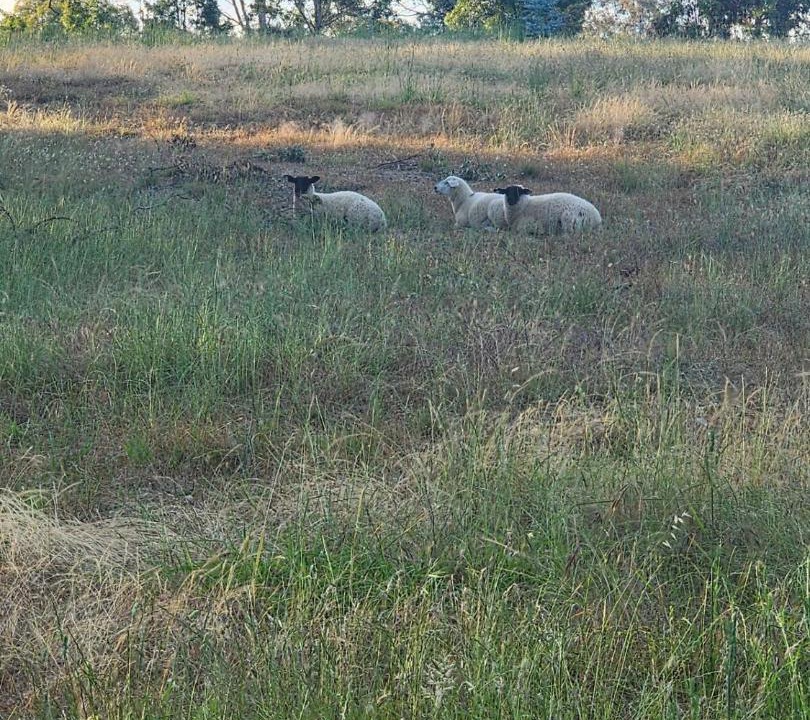 Photo of Others in Oakbank