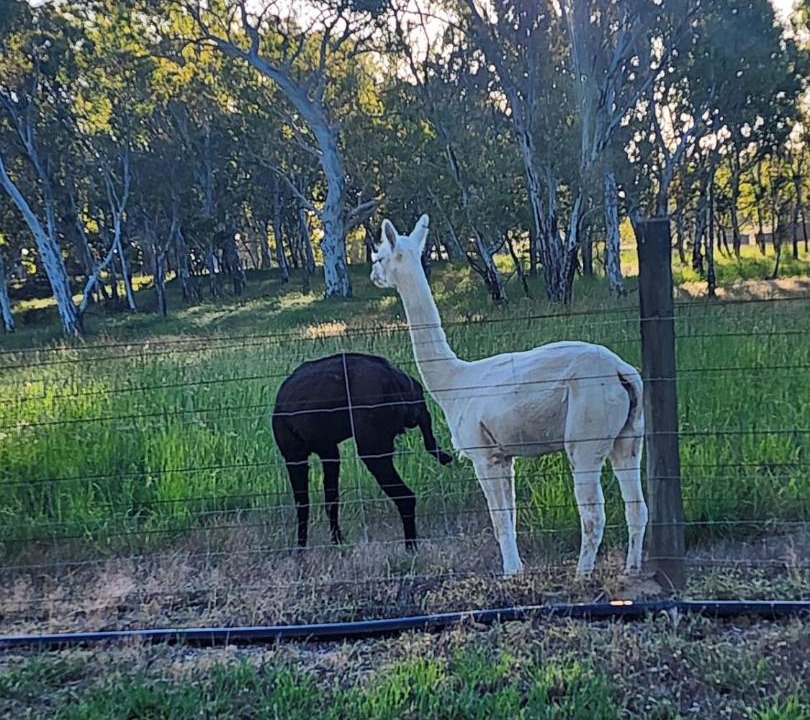 Photo of Others in Oakbank