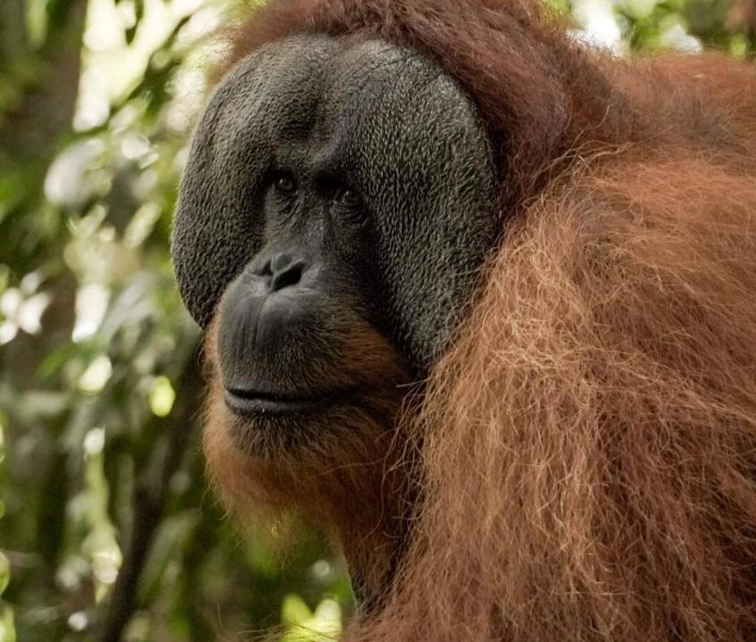 Photo of Human In Picture in Bukit Lawang