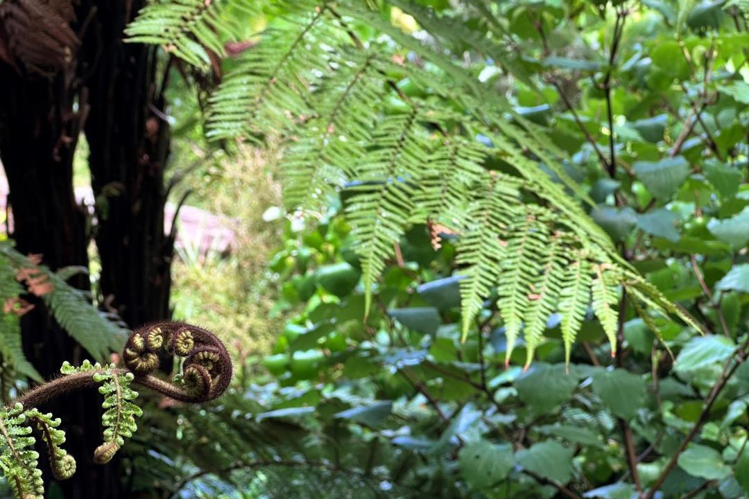 Photo of Others in Hamilton North