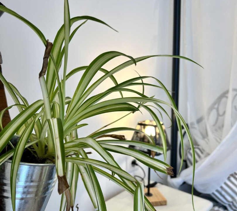 Photo of Others in La Redorte