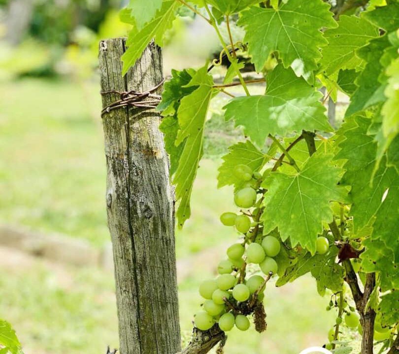 Photo of Others in Villemoustaussou