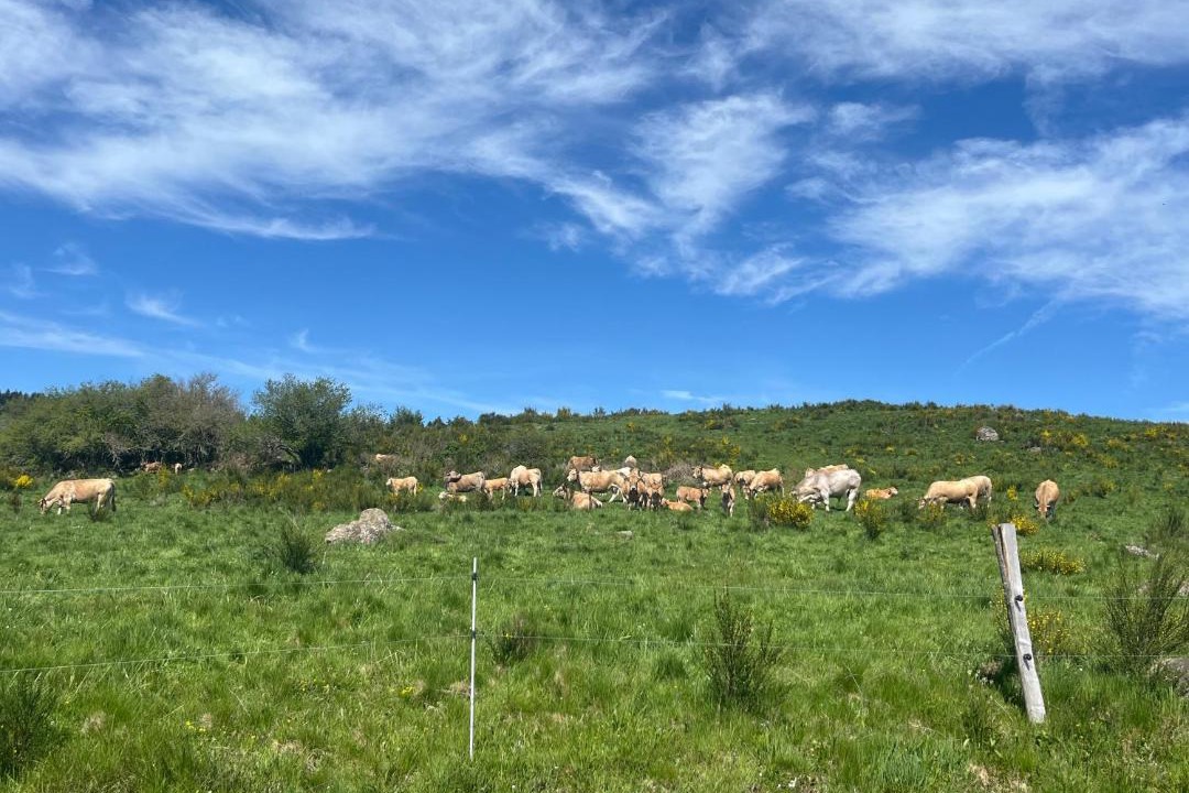 Photo of Others in Saint-Chely-d'Aubrac