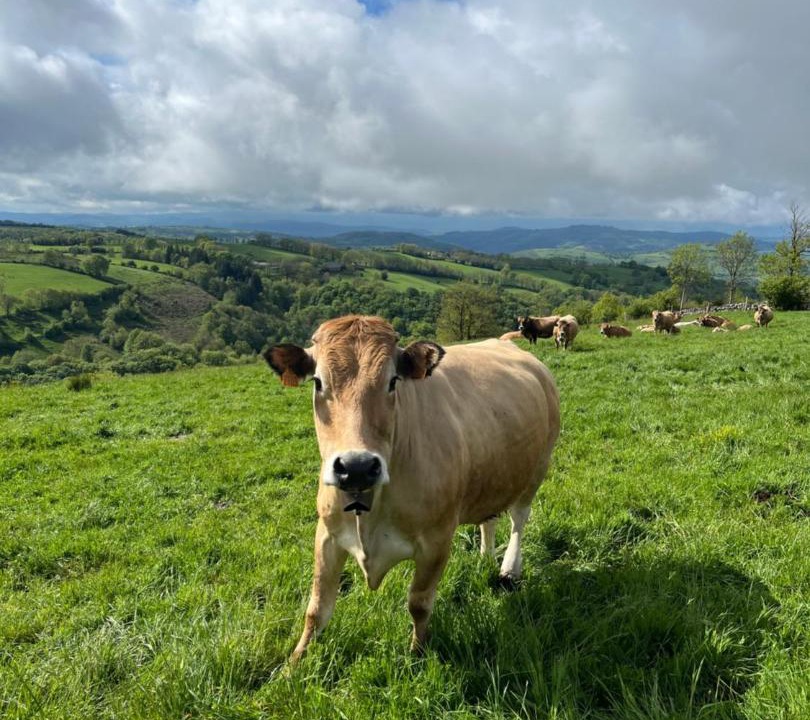 Photo of Others in Saint-Chely-d'Aubrac
