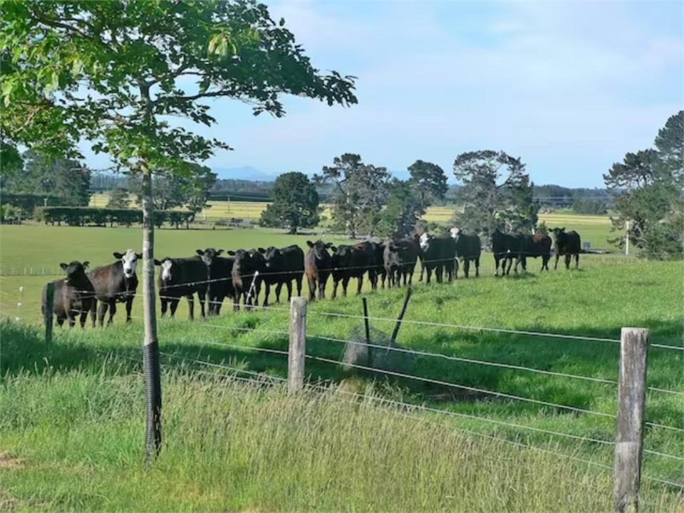 Photo of Others in Opaki