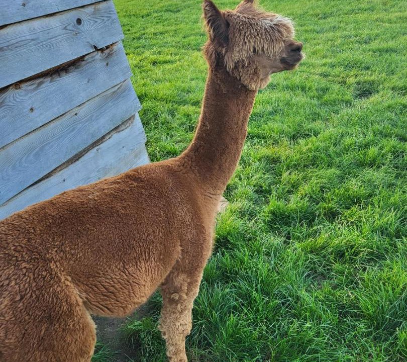 Photo of Others in Sameon