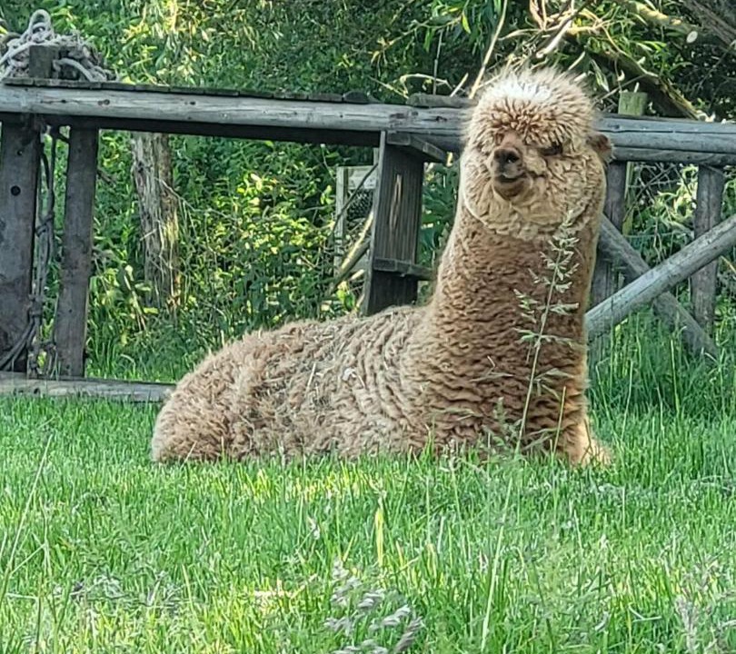 Photo of Others in Sameon