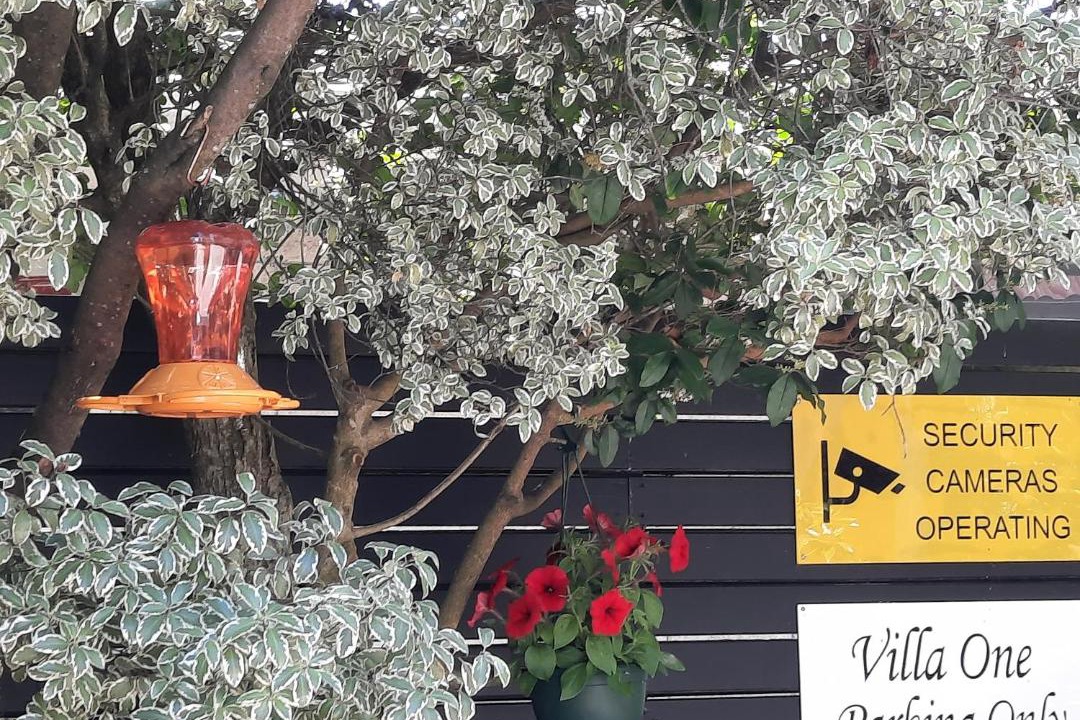 Photo of Others in Palmerston North