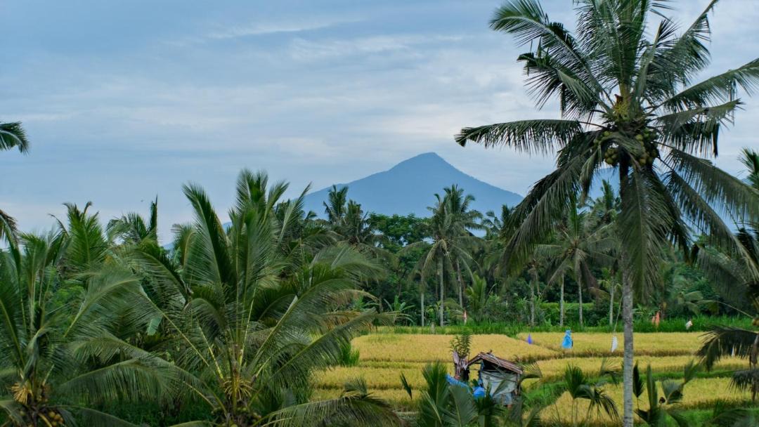 Photo of Others in Taro