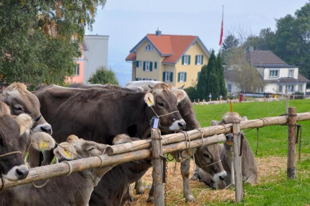 Photo of Others in Wolfhalden