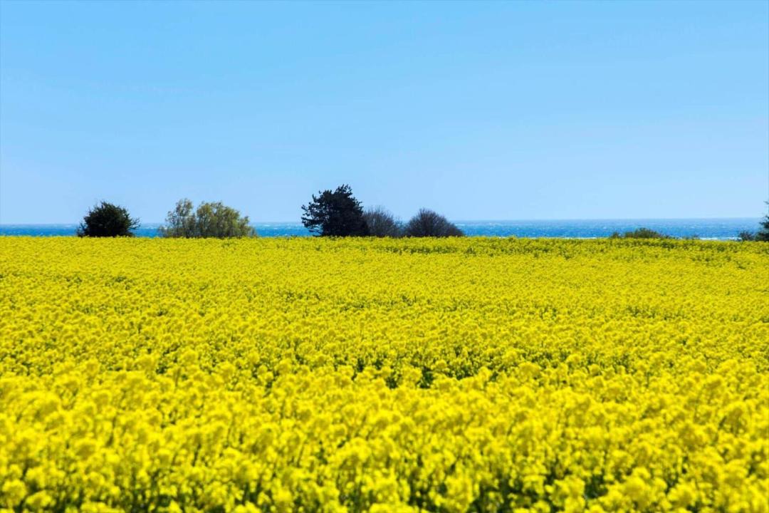 Photo of Others in Askeby
