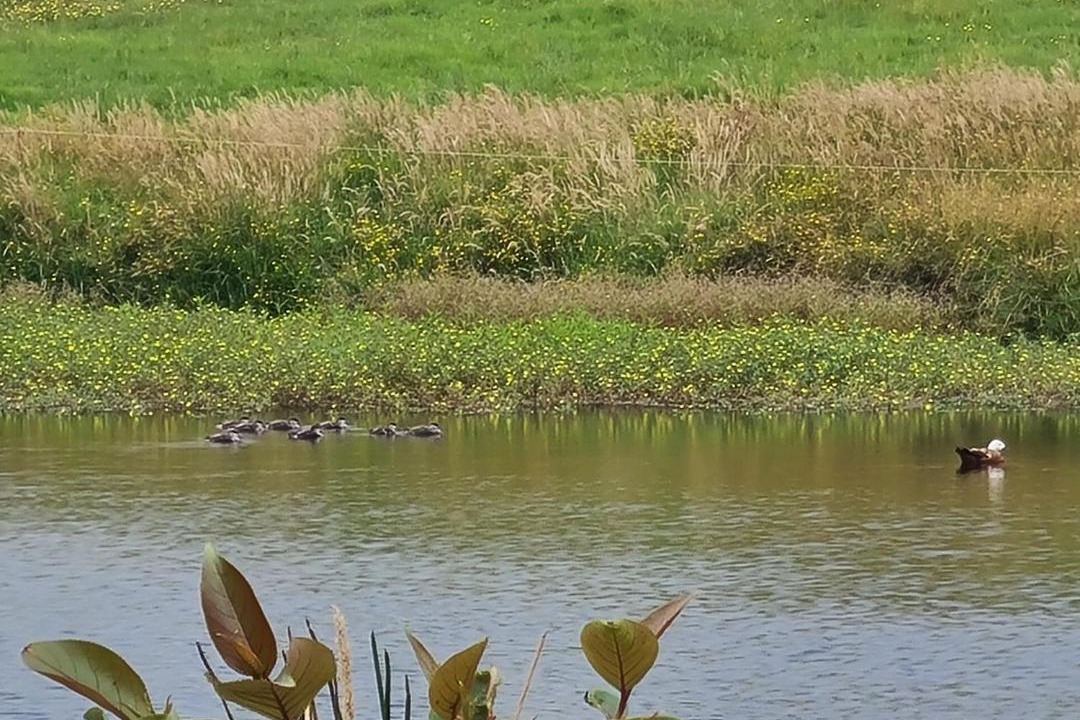 Photo of Others in Te Kopuru