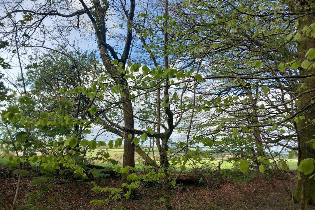 Photo of Others in Trewen