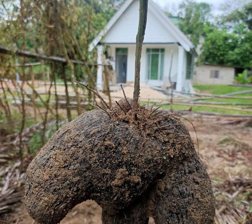 Photo of Others in Jerteh