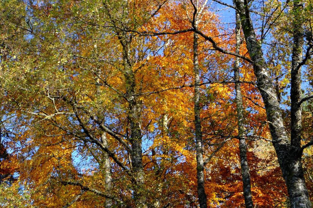 Photo of Others in Saint-Yrieix-le-Dejalat