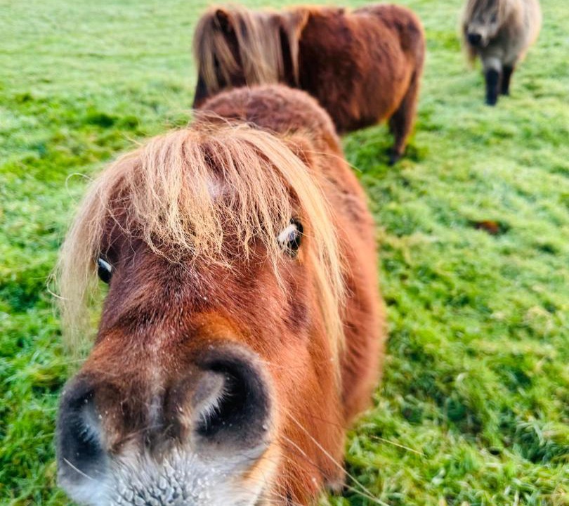 Photo of Others in Boscundle