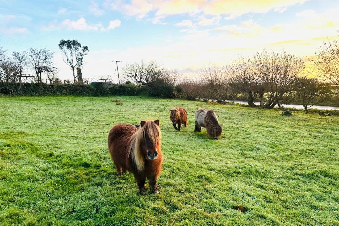 Photo of Others in Boscundle