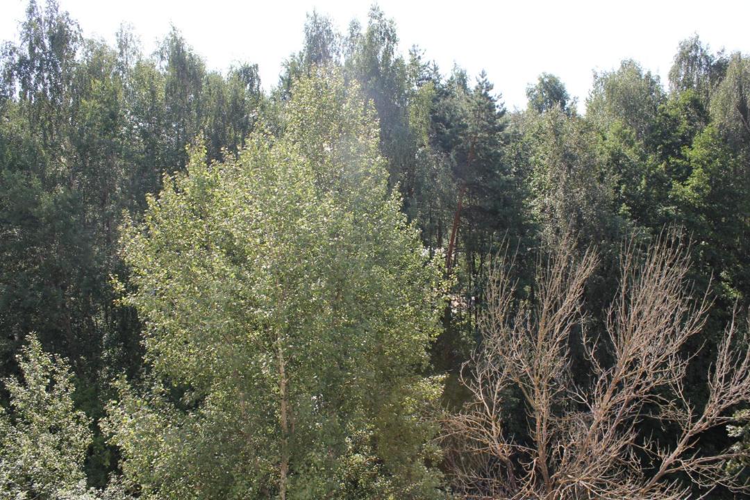 Photo of Outdoor in Dubna