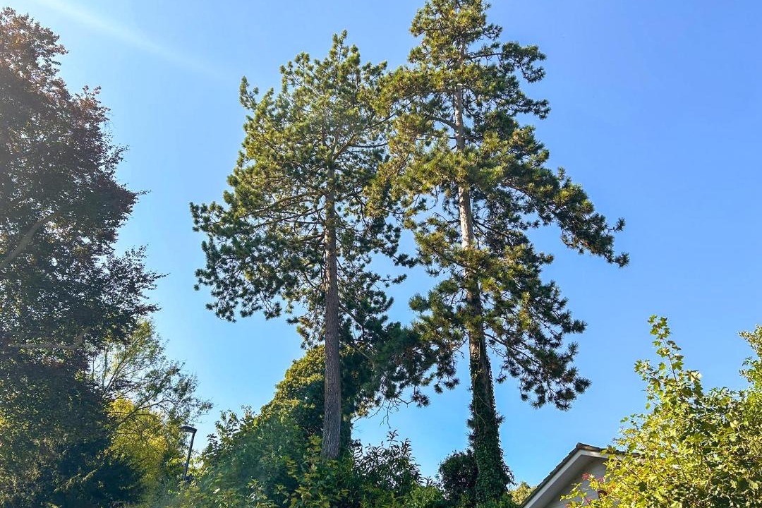 Photo of Outdoor in Kenley