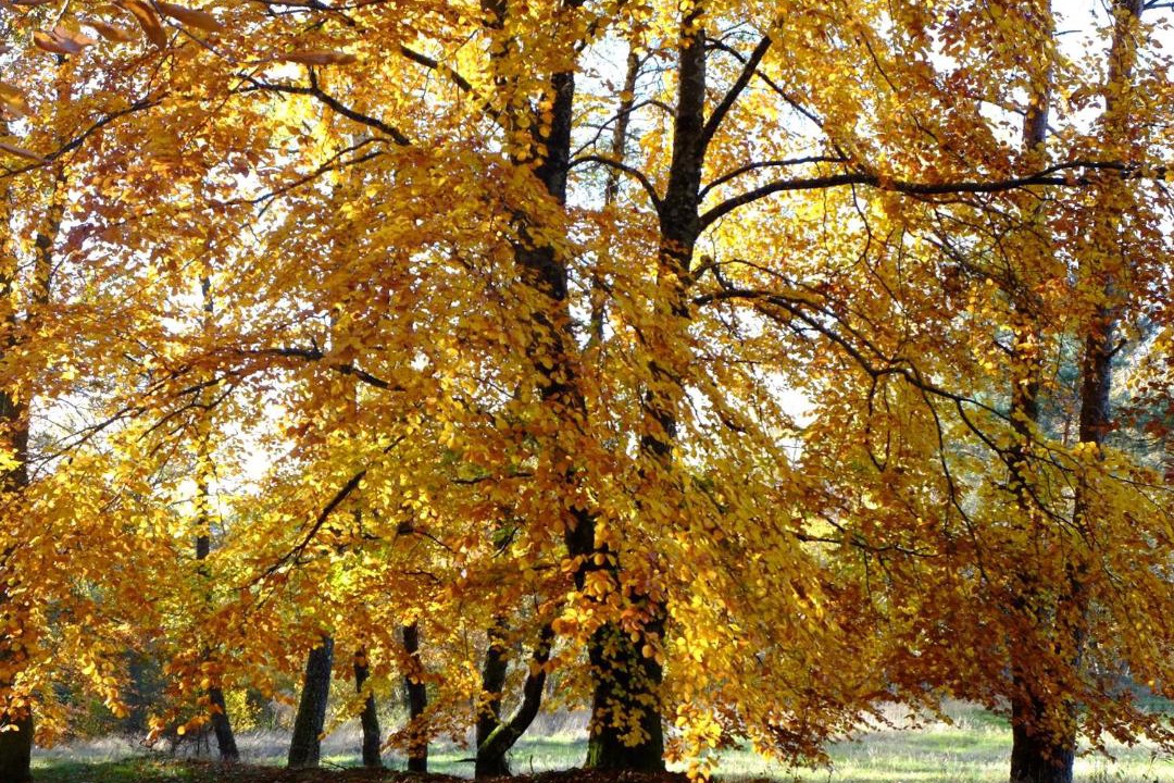 Photo of Others in Saint-Yrieix-le-Dejalat