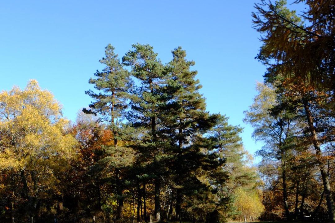 Photo of Others in Saint-Yrieix-le-Dejalat