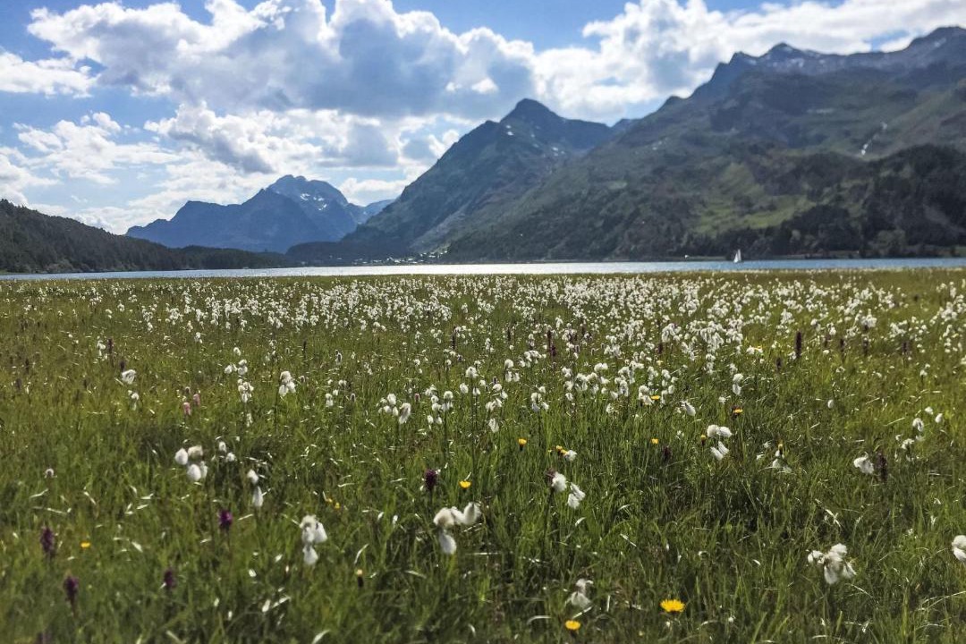 Photo of Others in Maloja