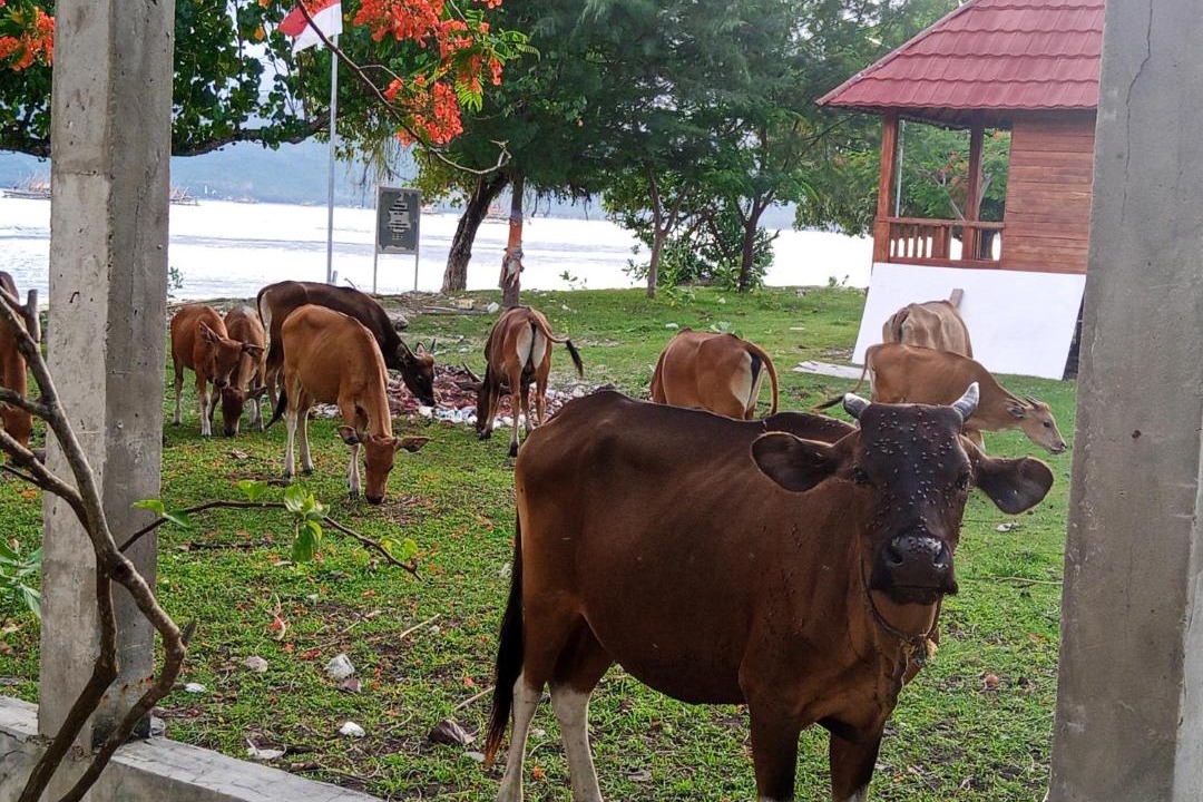 Photo of Others in Sekotong Barat