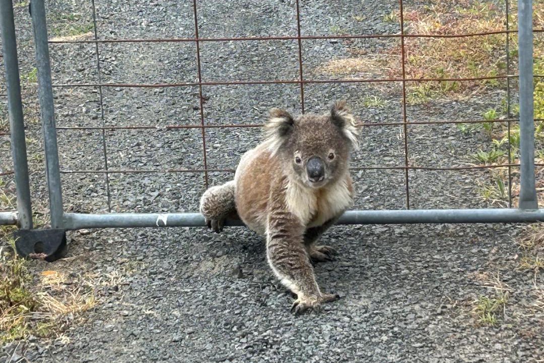 Photo of Others in Yinnar South