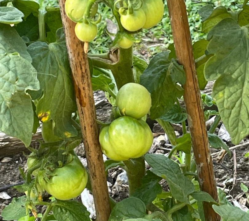 Photo of Others in Bethlehem