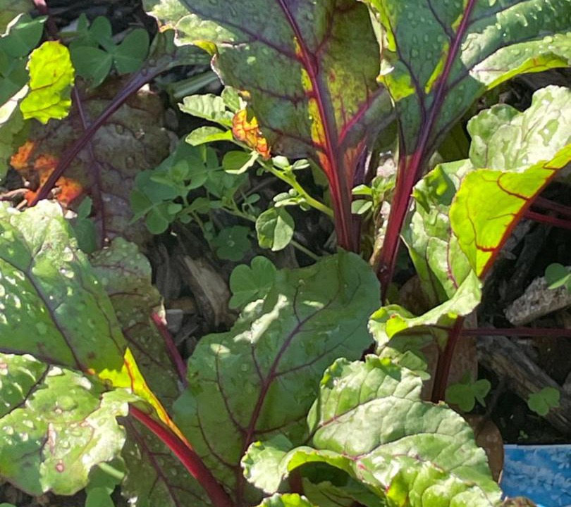 Photo of Others in Bethlehem