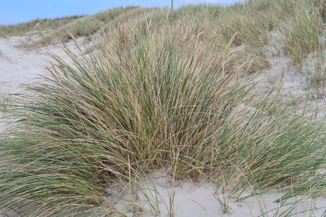 Photo of Others in Rødhus