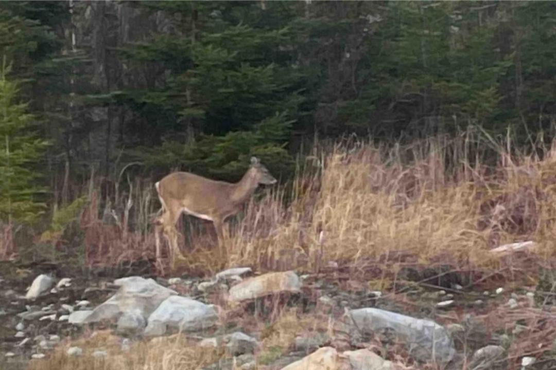 Photo of Others in Queens
