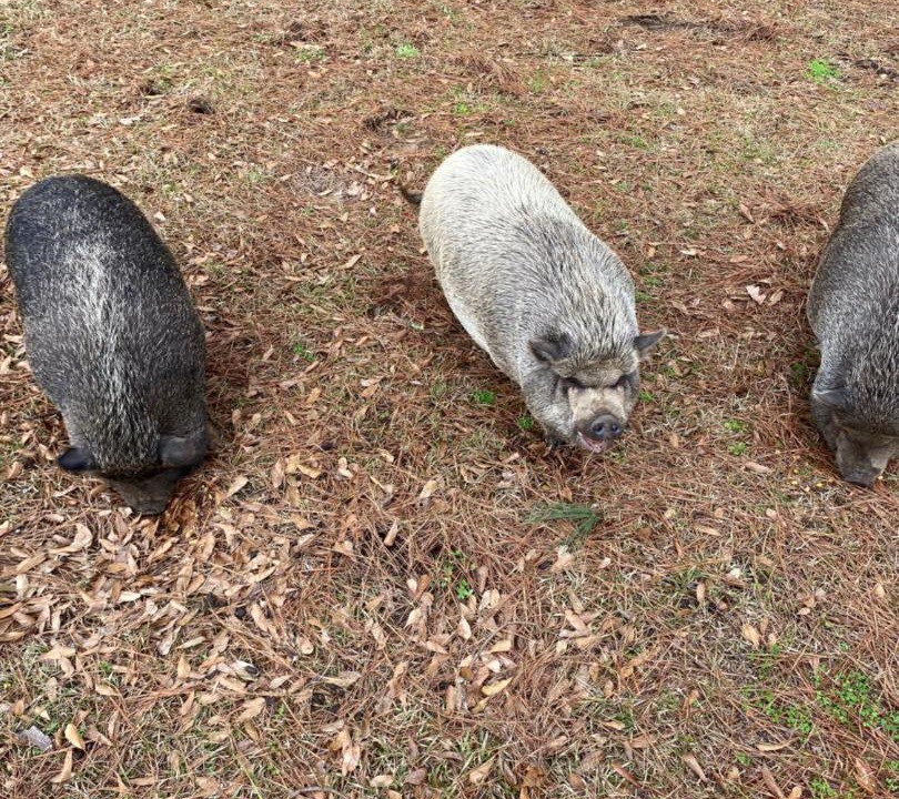 Photo of Others in Tylertown