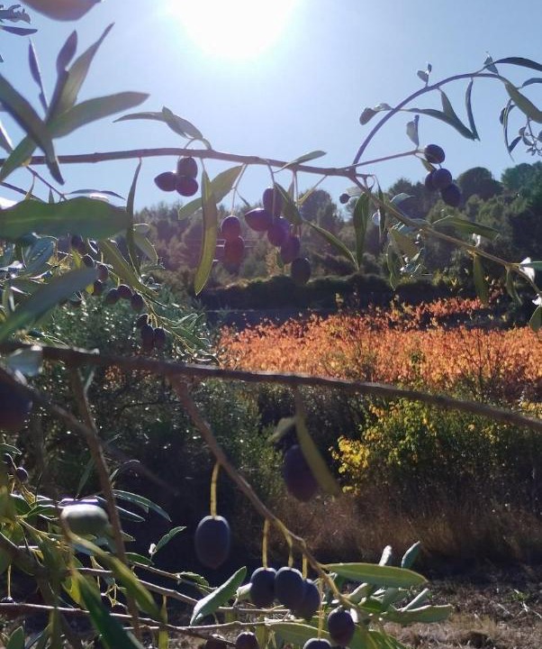 Photo of Others in Felines-Minervois