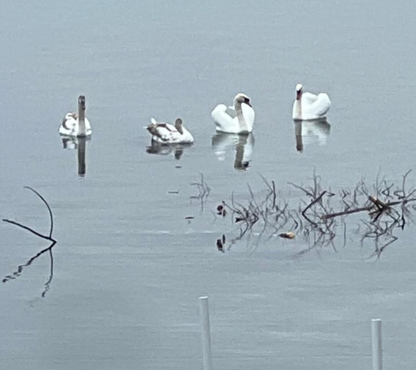Photo of Others in Wiarton