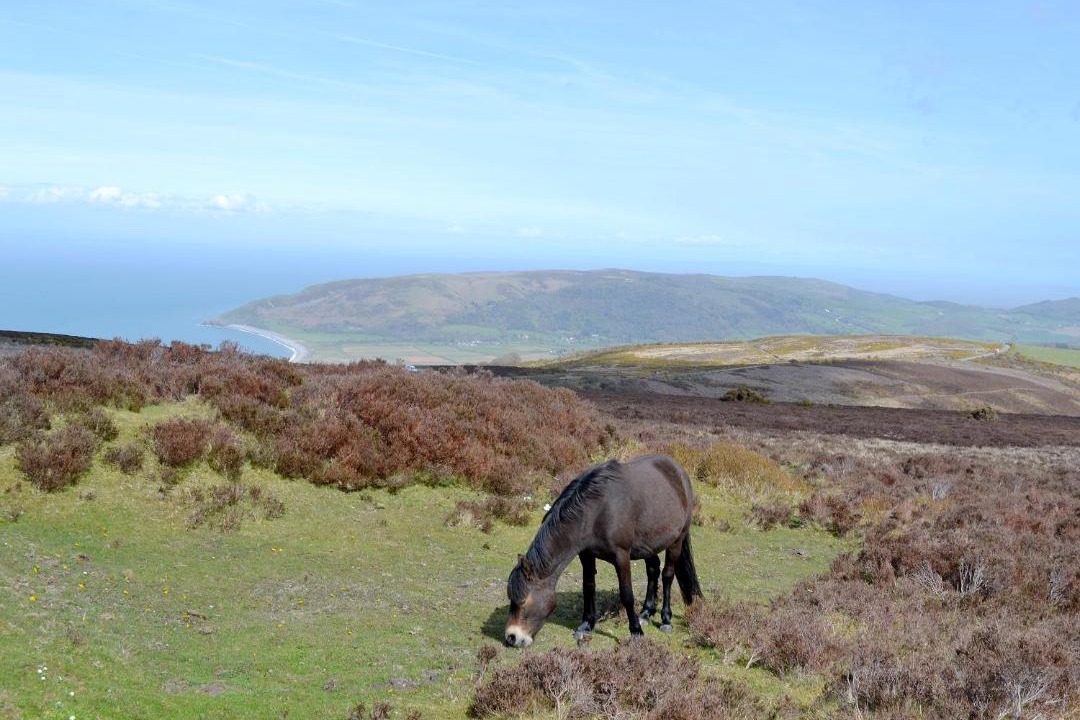 Photo of Others in Swimbridge