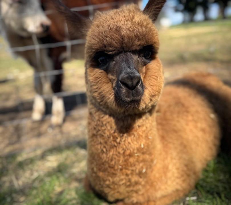 Photo of Others in Mowbray Park