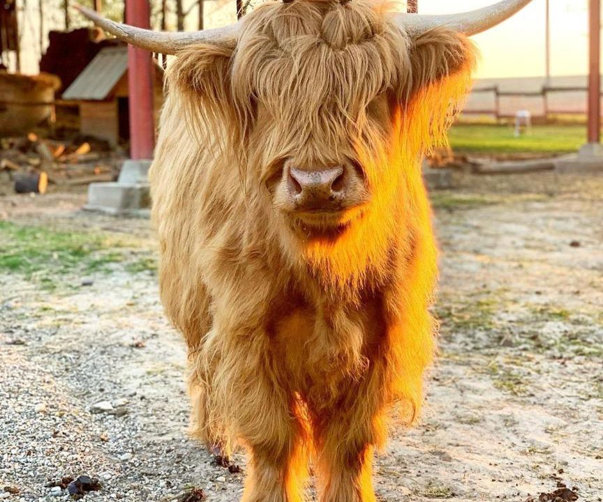 Photo of Others in Les Hays