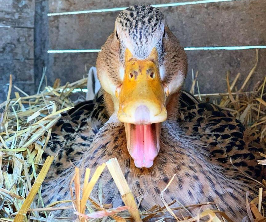 Photo of Others in Les Hays