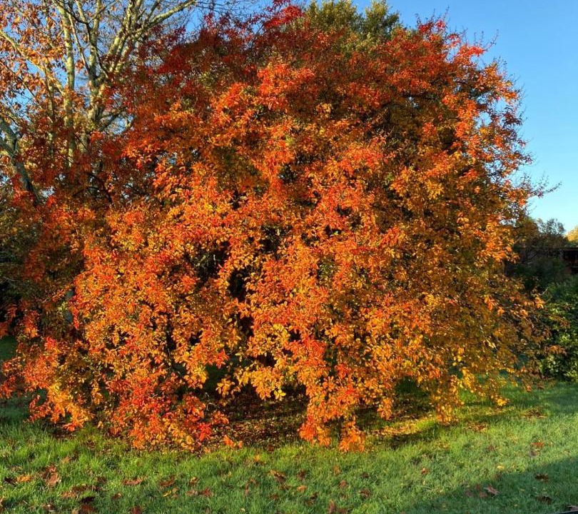 Photo of Others in Navarrenx