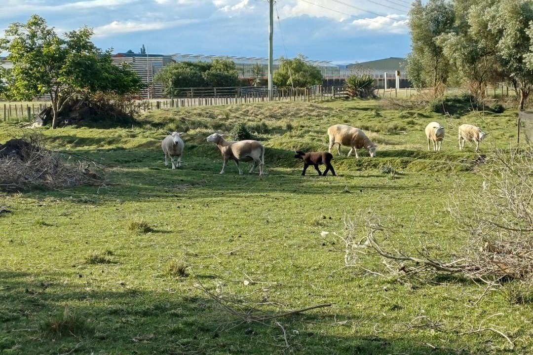 Photo of Others in Gisborne